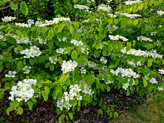 a fresh green corner of the garden with bushes and a lawn. bed covered with mulch bark. viburnum...