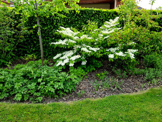 a fresh green corner of the garden with bushes and a lawn. bed covered with mulch bark. viburnum...