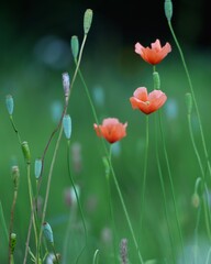 野原に可愛いナガミヒナゲシの花