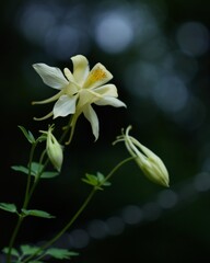 美しい黄色のオダマキ花