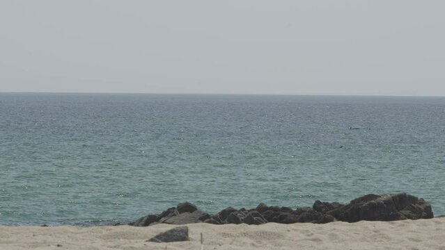 Cluster Of Dolfins, East Coast, Oman