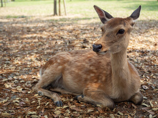 休憩をするなら公園の鹿