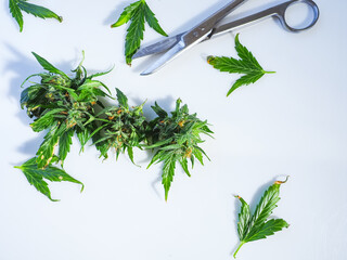 Cannabis buds and scissors on a white background. Medicinal indica with CBD.