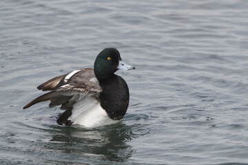 greater scaup in a seashore