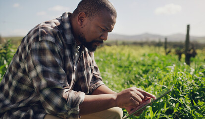 Farm, tablet and a black man on a field for research in agriculture, sustainability or a crop during spring. Internet, technology and a male farmer working in the countryside for the harvest season - obrazy, fototapety, plakaty