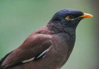 Myna vulgaris flew in for a photo shoot