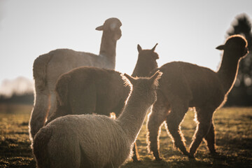 Alpakas im warmen Sonnenlicht