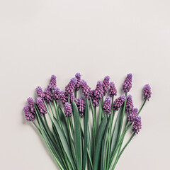 Spring flowery minimal flat lay Muscari flowers. Purple blooming florets on beige background, copy space. Beautiful spring flower grape hyacinth close-up, delicate blooms bouquet, aesthetic