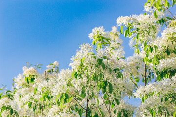 Fringed trees in full bloom outdoors in spring