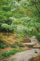 Fringed trees in full bloom outdoors in spring