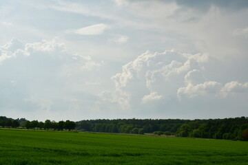 Fototapeta na wymiar Landscape with clouded sky Field Grass trees Background