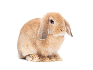 Orange baby rabbit sitting on white background. Lovely action of holland lop rabbit.