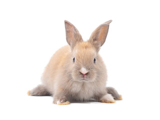 Front view of baby grey rabbit standing on white background. Lovely action of baby rabbit.