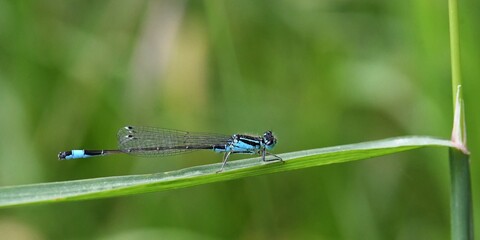 demoiselle bleue