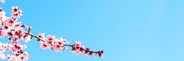 Obraz premium Pink flowers for spring banner with copy space. Pink blossoming almond tree branch against the blue sky