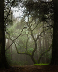 Naklejka premium misty morning in the forest