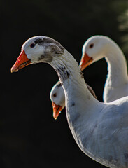 Ducks in Harmony| Full Grown 3 White Ducks| Western Springs New Zealand| Animal Portrait | Animal Photography| Commercial Use| PNG| High Res