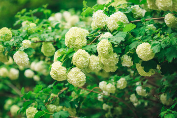 Hydrangeas blooming in the park in spring