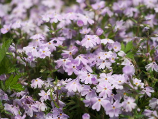 咲き誇る芝桜の花