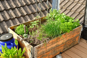 urban gardening on roof top terrace in spring