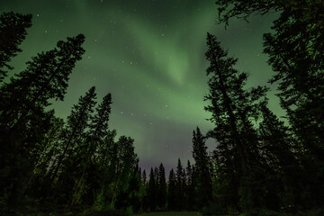 Aurora shining Swedish forest landscape Tannforsen Waterfall Northern Lights color sky Northern...
