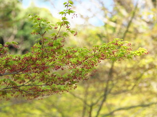 新緑・青モミジの木々