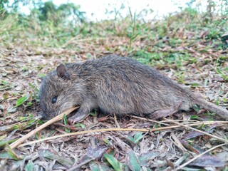 Dead rats in the grass on the outskirts of the fields