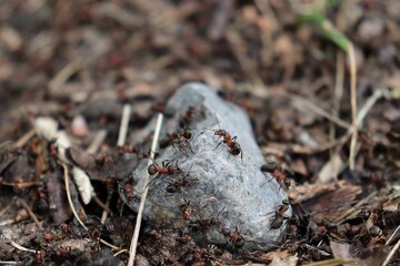 wood ants on a stone