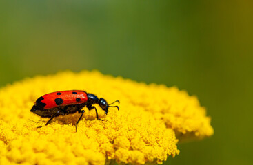 Red beautiful beetle on a yellow flower. The common red soldier beetle Rhagonycha fulva, also misleadingly known as the bloodsucker beetle, is a species of soldier beetle Cantharidae.