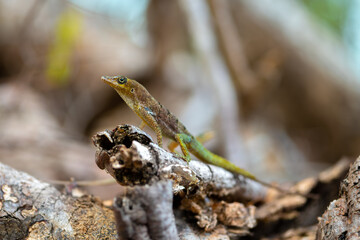 Martinique anole (Anolis roquet) or savannah anole is a species of anole lizard. It is endemic to the french island of Martinique, Caribbean Lesser Antilles. Perfect camouflage on brown trunk bark.