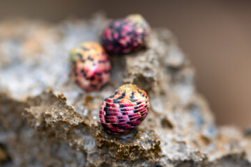 Nerita versicolor is a species of sea snail, a marine gastropod mollusk in the family Neritidae. Macro close up of 3 colorful purple very small snail shells on a rock in caribbean island Martinique.