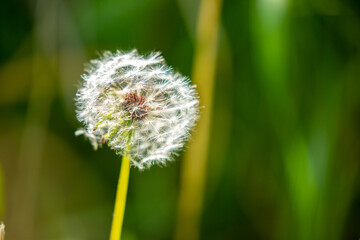 Dandelion close-up on a spring meadow. Dandelion seeds in the sunlight blowing away across a fresh green morning background