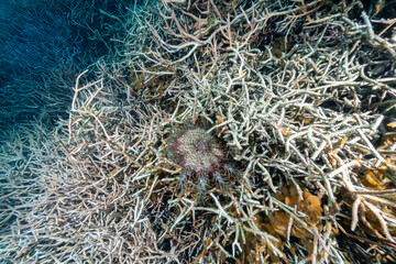 小笠原　サンゴを食べるオニヒトデ