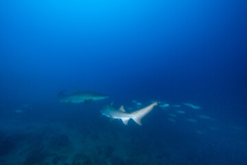 小笠原　シロワニ