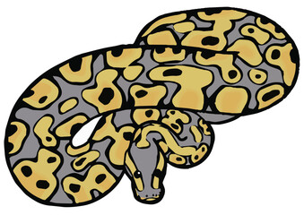 Exotic pet Ballpython snake