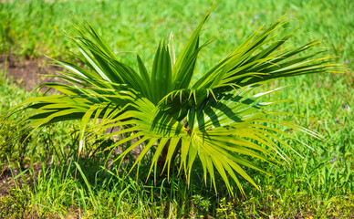 Small green palm tree in tropical nature