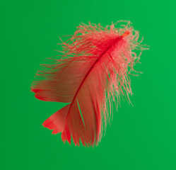 Red feather isolated on green background.