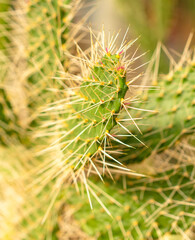 Cactus plant in the arboretum.