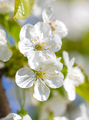 Flowers on the cherry tree.