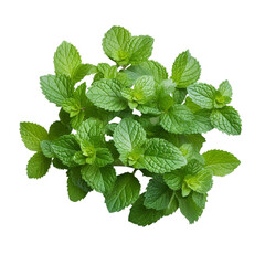 Fresh spearmint leaves clipping path isolated on the white background generated by AI