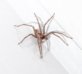 spider on white wood background. macro.