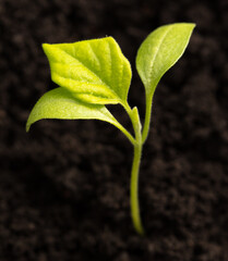 Green pepper seedling growing in soil, closeup. Agriculture and cultivation concept