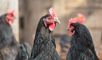 Portrait of a rooster on a farm. Close-up