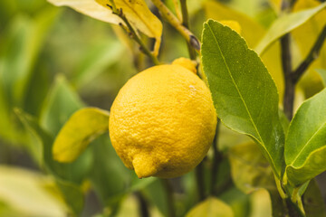 Beautiful ripe yellow lemon on a branch of a fruiting lemon tree in a garden, close up