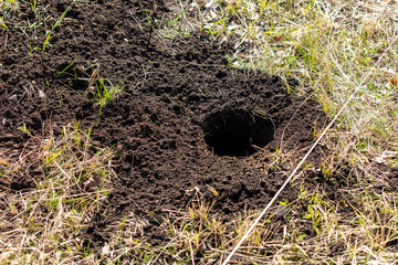 Mole hole in the ground, close-up of a molehill