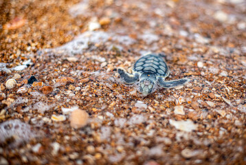 Turtle hatching heading for the ocean