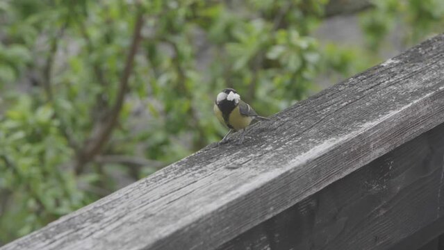 un bel uccello cerca di ritonare al suo nido con il cibo per i picoli, una cinciallegra