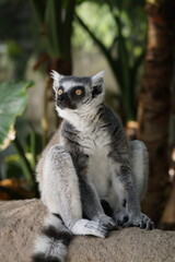 ワオキツネザル