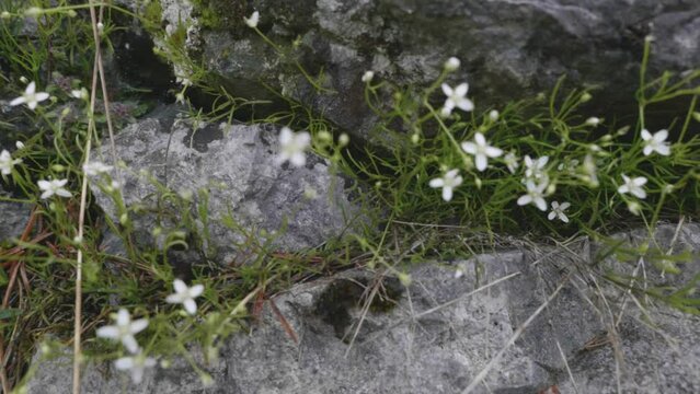 dei bei fiori di colore bianco crescono tra le rocce grigie di una montagna nelle dolomiti