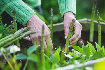 Woman cutting green asparagus in the garden